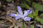 Dwarf crested iris